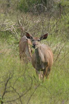 123_2316_Kudu_mod