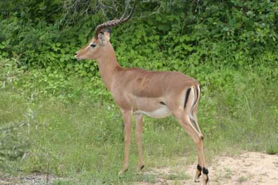 123_2318_Impala