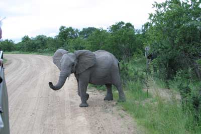 123_2334_Kruger_Elefant