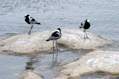 123_2361_Kruger_Vogel_mod