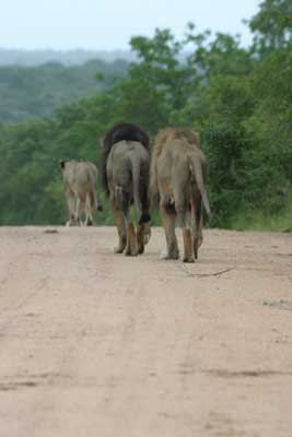 123_2388_Kruger_Loewe