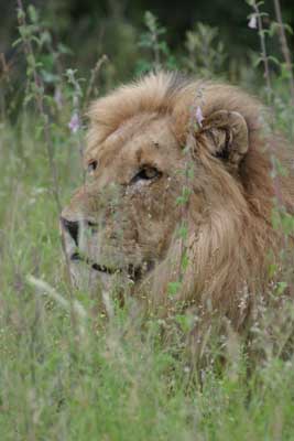 123_2394_Kruger_Loewe