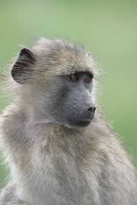 124_2402_Krueger_Affe