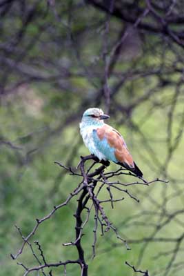 124_2412_Kruger_European_Roller
