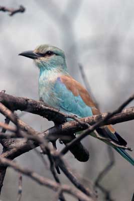 124_2421_Kruger_European_Roller