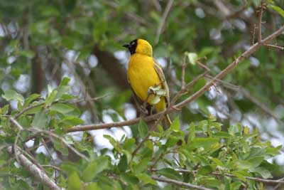 124_2437_Kruger_Webervogel
