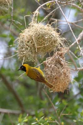 124_2440_Kruger_Webervogel_mod