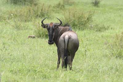 124_2442_Kruger_Gnu