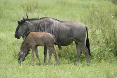 124_2444_Kruger_Gnu