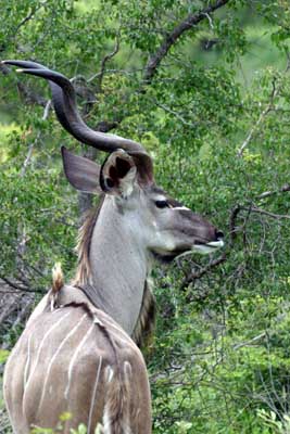 124_2450_Kruger_Kudu_mod