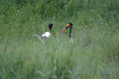 124_2457_Kruger_bunterStorch