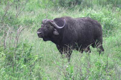 125_2528_HluHluwe_Bueffel