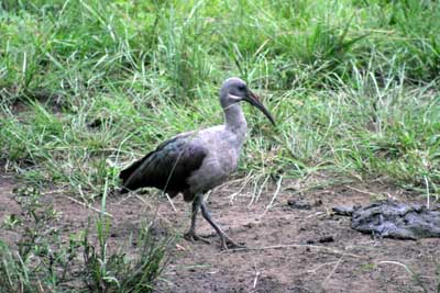 125_2533_Hluhluwe_Vogel