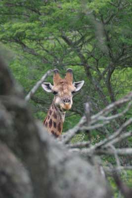 125_2561_Hluhluwe_Giraffe_mod