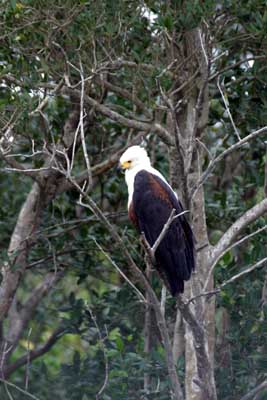 126_2605_St_Lucia_Seeadler_mod