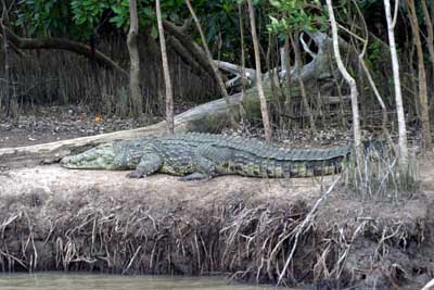 126_2618_St_Lucia_Krokodil_mod