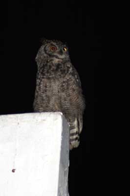 127_2772_CoffeeBay_Eule_mod_Ausschnitt