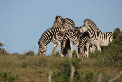128_2884_Ado_Zebras