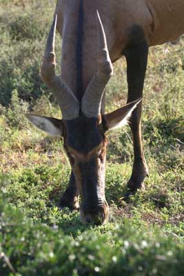 128_2894_Ado_Antilope