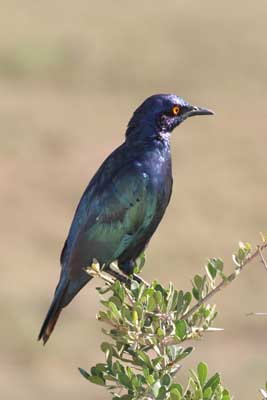 129_2907_Ado_Vogel