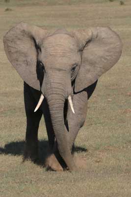 129_2934_Ado_Elefant