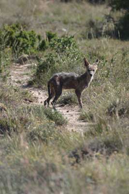 129_2962_Ado_Schakal