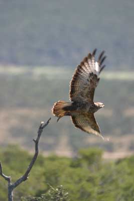 129_2966_Ado_Adler_flieg