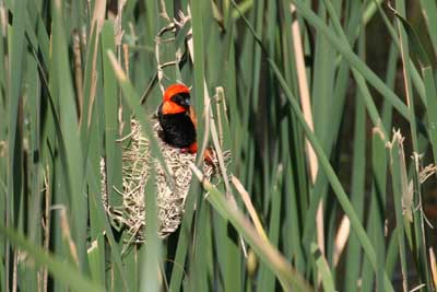 130_3011_Ado_Vogel_Ausschnitt_mod
