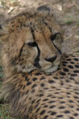 131_3185_Gepard_Ausschnitt