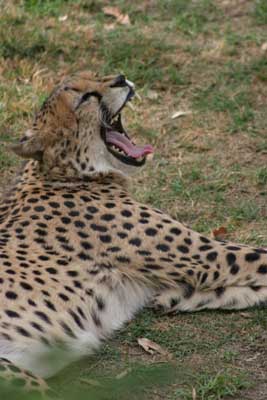 131_3196_Gepard