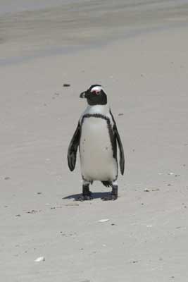 133_3351_BoulderBeach_Pinguin_Ausschnitt