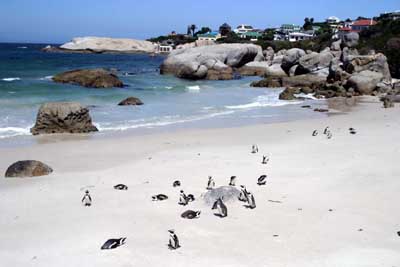 133_3354_BoulderBeach_Pinguine_mod