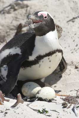 133_3356_BouldersBeach_Pinguin