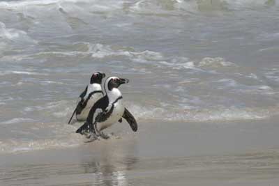 133_3360_BouldersBeach_Pinguine_Ausschnitt