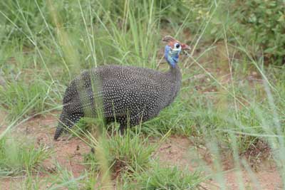 IMG_1970_Blauhuhn