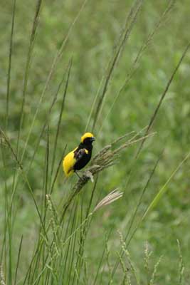 IMG_1974_Pilanesberg