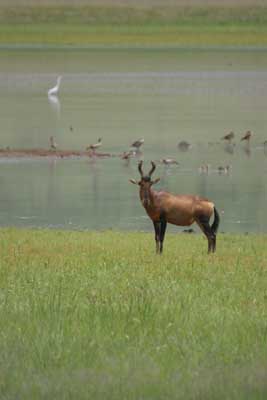 IMG_1981_Pilanesberg