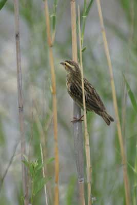 IMG_1982_Frauvogel