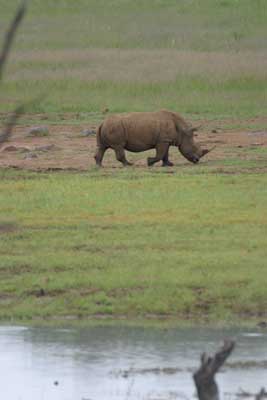 IMG_1987_Nashorn