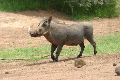 IMG_2007_Warzenschwein