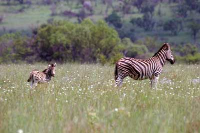 IMG_2019_Farbkorrektur_Zebra