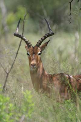 IMG_2079_Antilope