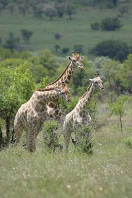 IMG_2116_Giraffen
