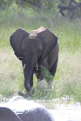 IMG_2194_Elefant