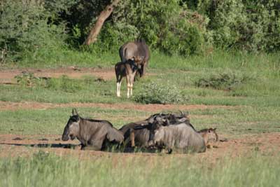 IMG_2240_Gnus