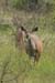 123_2316_Kudu_mod