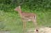 123_2318_Impala