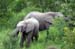 123_2330_Kruger_Elefant_mod
