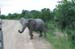 123_2334_Kruger_Elefant