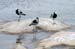 123_2361_Kruger_Vogel_mod